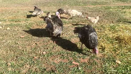 Turkeys give voice, turkeys make sounds, bird songs. Live beautiful turkey. Display strutting tail f