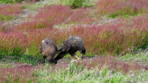 Gestreifte Caracaras ernähren die New Island Falklandinseln im Südatlantik.
