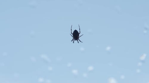 Silhouette d'un bébé en forme de croix ou d'une araignée tisserand dans un jardin, Canada