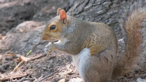 Squirrel Eating Nut in Natural Habitat Close-Up