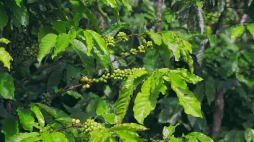 Luscious green coffee fruits hanging from branches in a thriving coffee farm