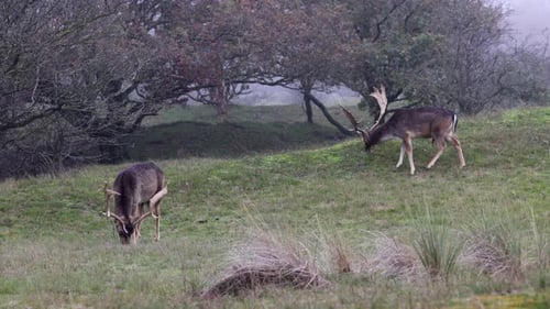 Beautiful deer with big horns walk in the forest, park. Deer eat grass. Beautiful foggy morning.