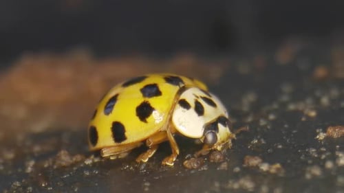 Yellow Asian Lady Beetle Eating The Molds Of Decaying Fruit In The Garden. - macro