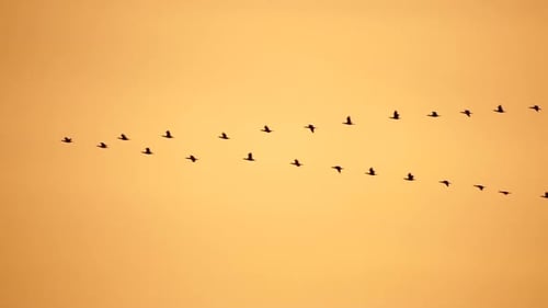 Flock of Birds Flying Across a Golden Sky