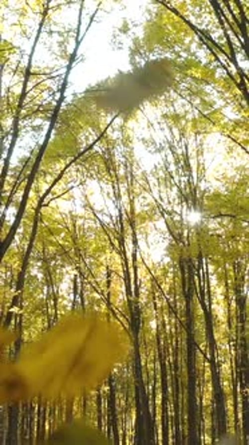 Camera Flying Very Low Over