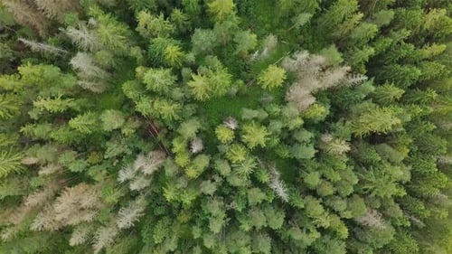 Bird Aerial View of Green Primeval Forest