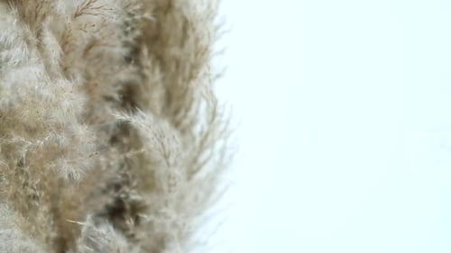 Pampas grass swaying by wind. Close-up fluffy branches. Neutral background with copy space.