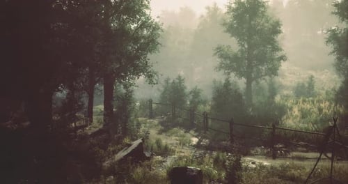 Misty Forest Landscape with Lush Greenery and a Wooden Fence in Sunlight