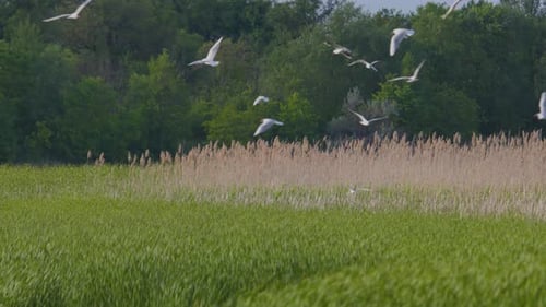 Many river gulls hunt fish in lakes, rivers, and canals. Seagulls fly over the water.