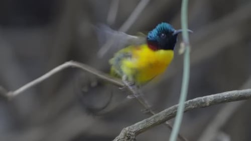 Birds of Nepal.