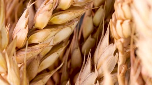 Close up view of wheat ears rotating, shot in 4k.