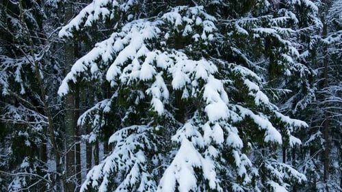 Close up view of a pine tree with snow covered branches - raising aerial