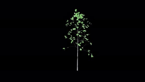 Quaking aspen sapling tree swaying in wind isolated on transparent background