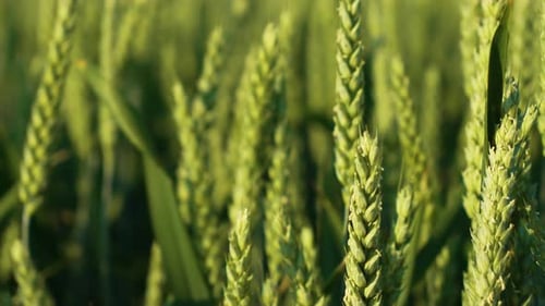 Vista detalhada: Crescimento de um campo de trigo verde exuberante, grãos agrícolas rurais