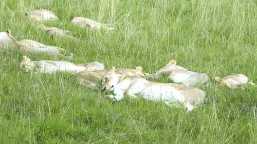 Adult Lionesses and Several Young Cubs Resting Among Tall Green Savanna Grass Within the Maasai Mara