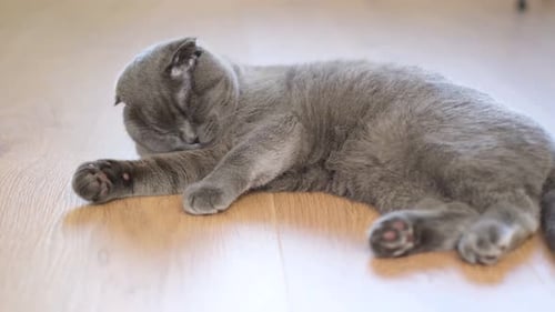 Scottish Fold Cat liegt auf dem Boden und wäscht sich mit der Zunge Schöne Katze