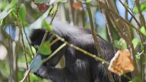 Dunkelblättrige Affen in Malaysia