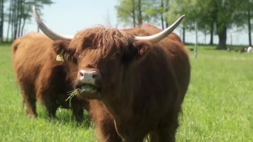 Scottish Highland Cow Grazing in Green Pasture