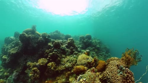 Underwater Coral Reef Ecosystem in Tropical Ocean