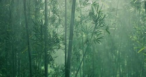 Sunlight Filters Through a Dense Bamboo Forest in the Morning Hours
