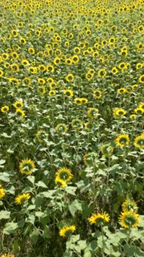 Sunflower Field in Summer