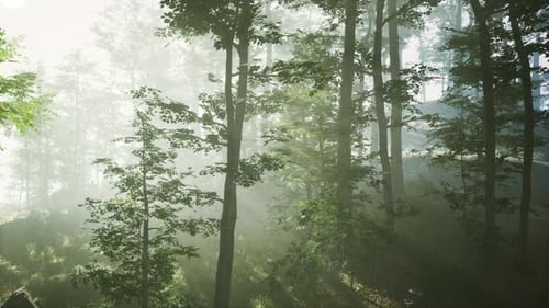 Sun Rising in a Forest with Fog