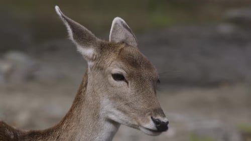 White tailed deer extreme close up of face