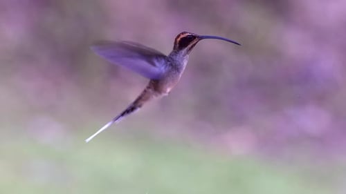 Colibrí ermitaño de cola larga que vuela flotando en la selva tropical atlántica de Brasil