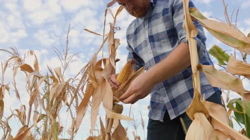 Close Up Front View Farmers Hands Open an Ear of Yellow Ripe Corn