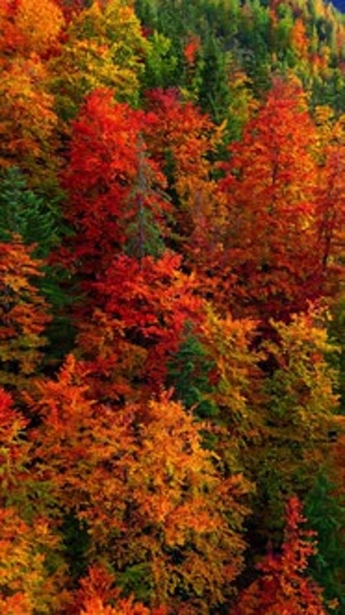 Couleurs automnales vibrantes dans un cadre forestier serein, vue verticale