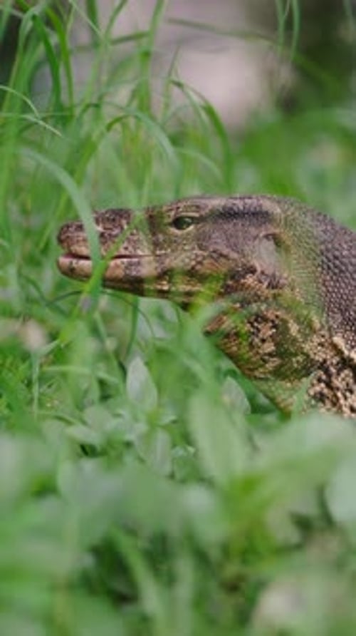Grand lézard caché dans l'herbe en train d'observer un environnement