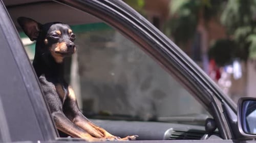Dog Enjoys Car Ride in City Neighborhood