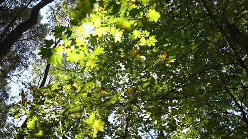 Beautiful Summer Morning in the Forest Sun Rays Break Through the Foliage of Magnificent Green Tree