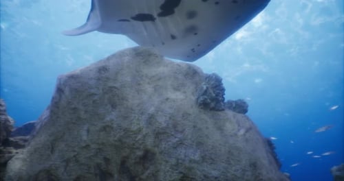 Manta Ray Gliding Gracefully Over Rocky Coral Reef in Clear Blue Ocean