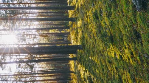 Sunlight Sunrays Shine Through Woods In Forest Landscape