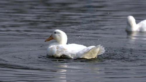 A white mallard duck fluffing it feathers on Taudaha Lake in Nepal.