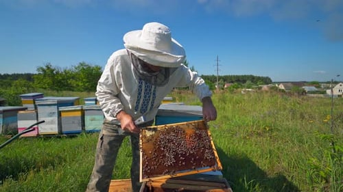 Beekeeper Inspecting Honeycomb Frame with Bees in Apiary