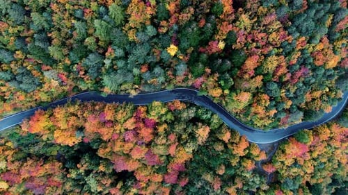 Winding Road Through Autumn Forest with Colorful Foliage from Above