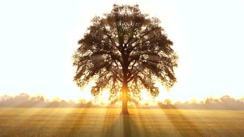 Colorful Vibrant Vivid Forest Trees Woodland at Sunset Golden Hour