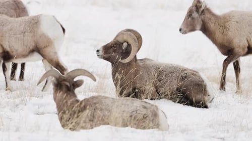 Bighorn sheep grazing in the Winter in Montana