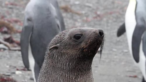 Close-up of Wet Seal With Penguins in Background