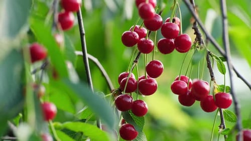 Cerises rouges sur un arbre sous une forte pluie dans le jardin. Gouttes d'eau sur fruits mûrs biologiques