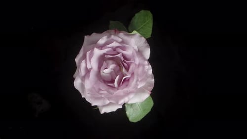Overhead view of a pale pink rose on a black background, captured in a looped rotation. The delicate