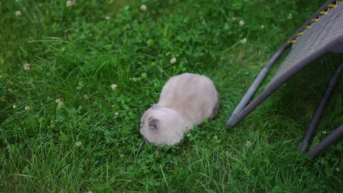 Top View Gray Cat Lying on Green Summer Grass Looking Around