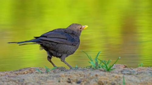 Blackbird