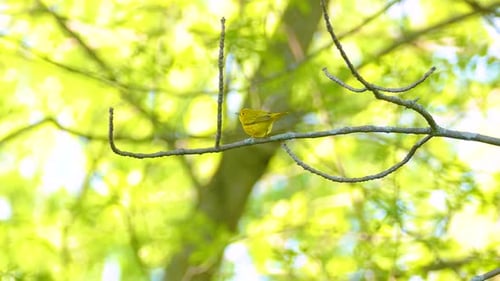 Cape May Warbler Bird Perching On Small Branch With Bokeh Nature Backdrop. Selective Focus Shot