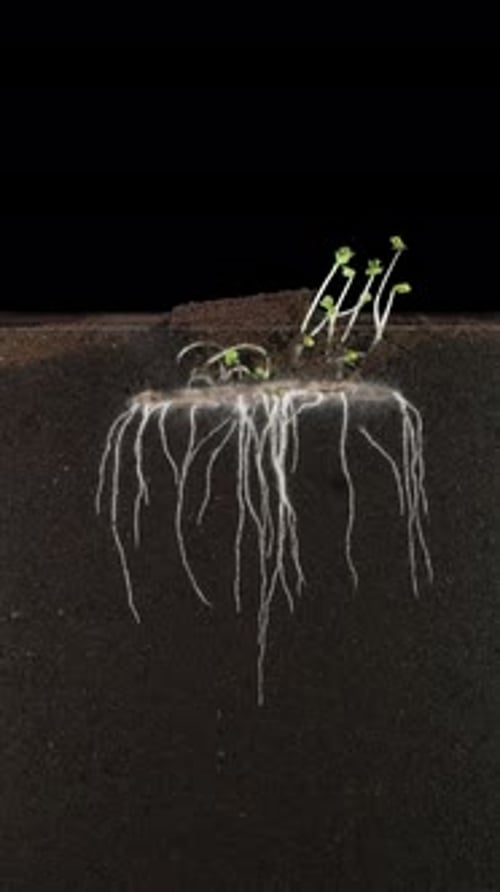 Time lapse of rapeseed germinating and growing in rhizobox