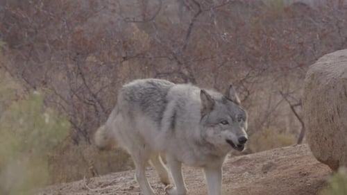 Wolf running and chewing slow motion
