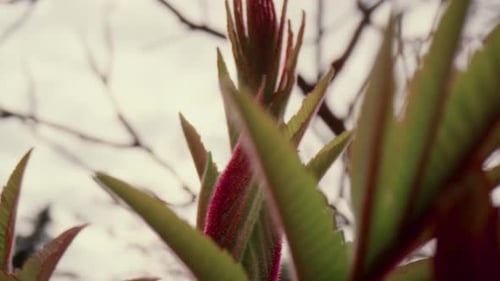 Colourful Plant Blooming in Forest Against White Cloudy Sky in Closeup. Peaceful