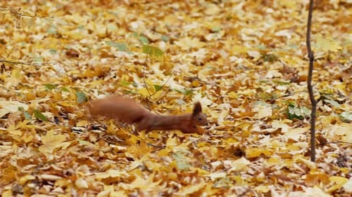 A Funny Squirrel is Looking for Acorns in the Leaves in a Beautiful Autumn Park